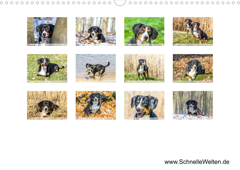 Entlebucher Sennenhund