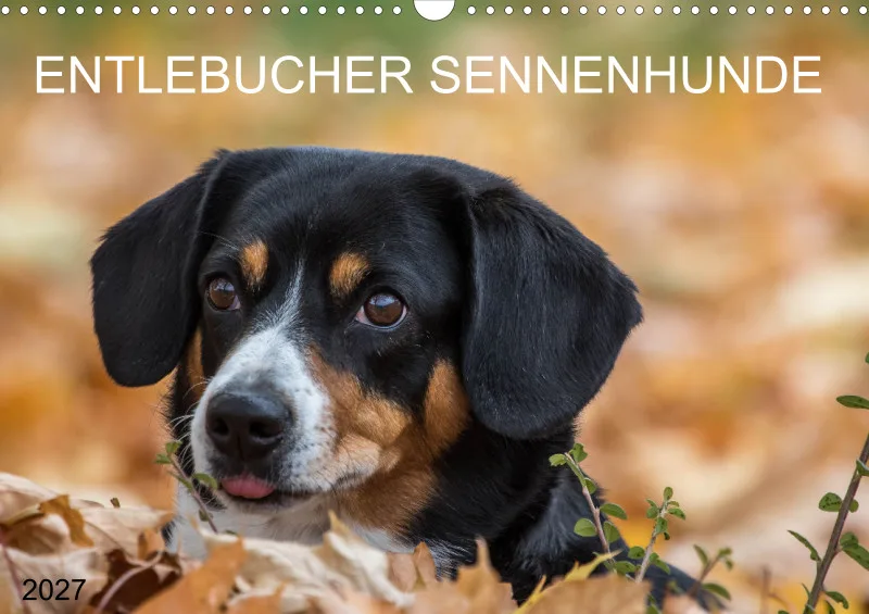 Entlebucher Sennenhunde/Wochenkalender