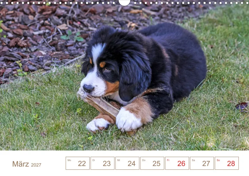 Berner Sennenhunde