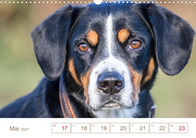 Entlebucher Sennenhunde/Wochenkalender