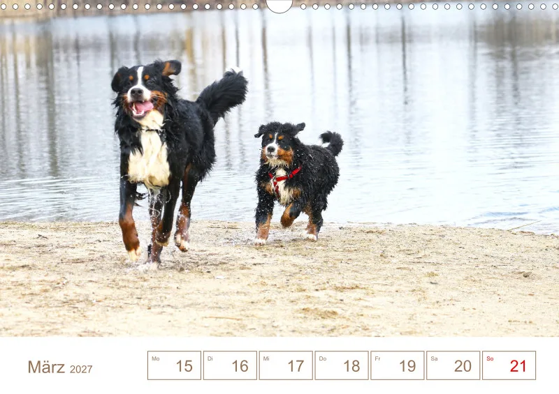 Berner Sennenhunde