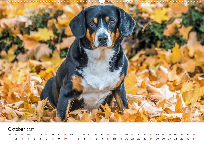 Entlebucher Sennenhund