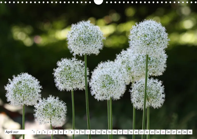 Allium