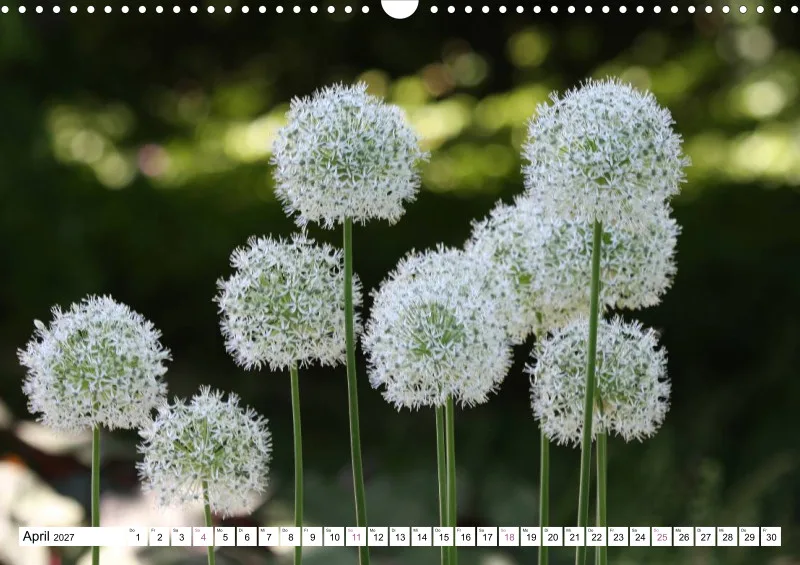Allium