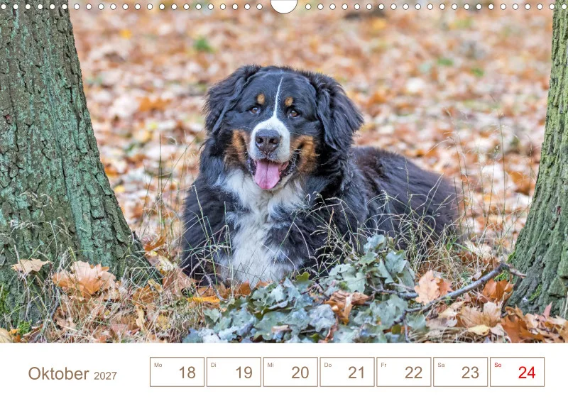 Berner Sennenhunde
