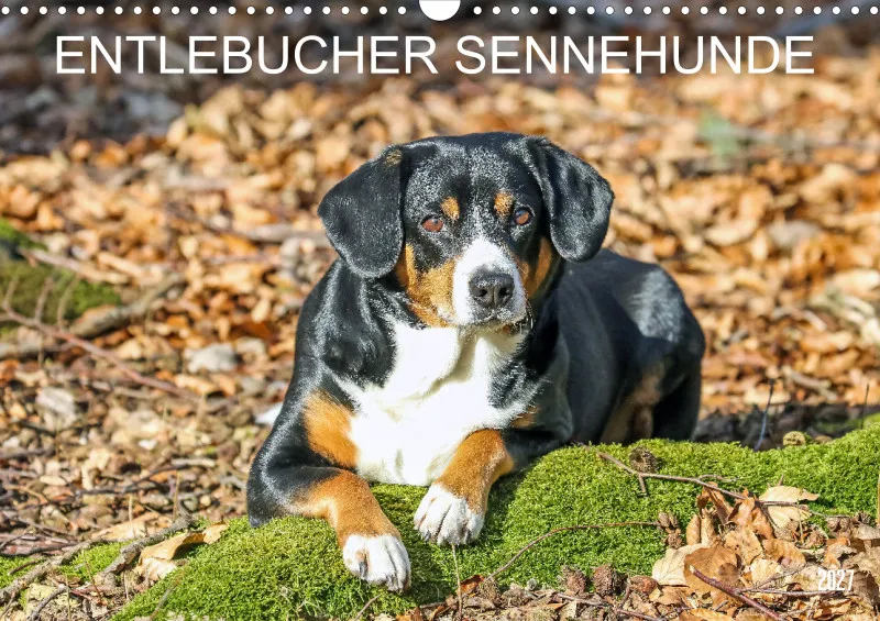 Entlebucher Sennenhund
