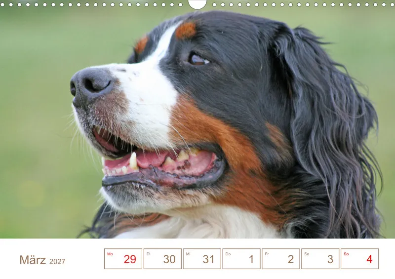 Berner Sennenhunde