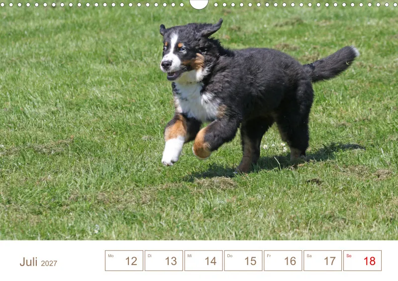 Berner Sennenhunde