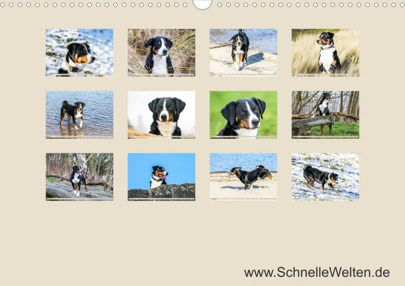 Appenzeller Sennenhunde
