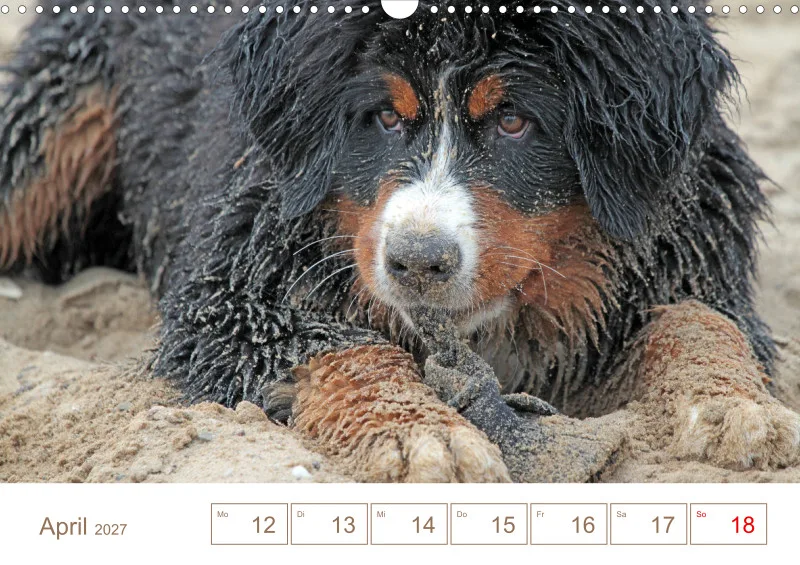 Berner Sennenhunde