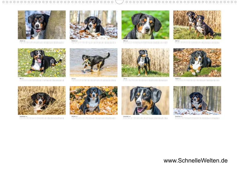 Entlebucher Sennenhund