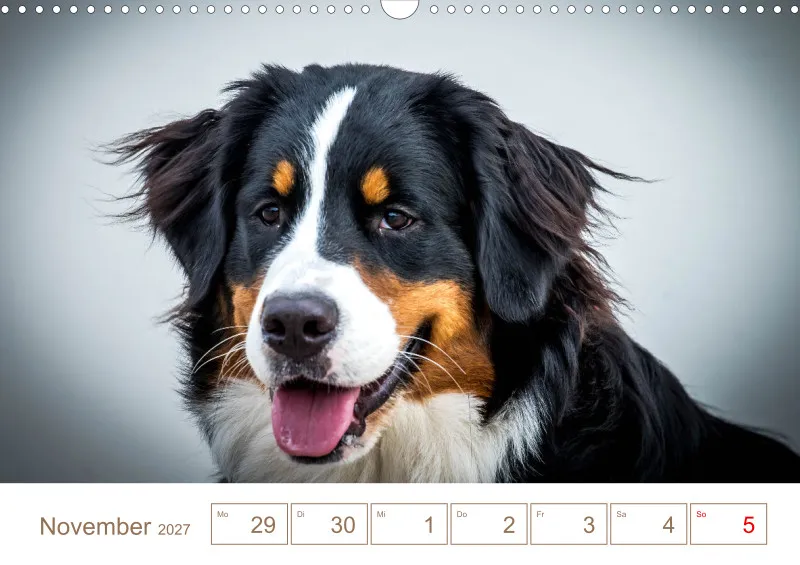 Berner Sennenhunde