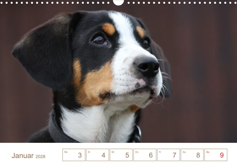 Entlebucher Sennenhunde/Wochenkalender