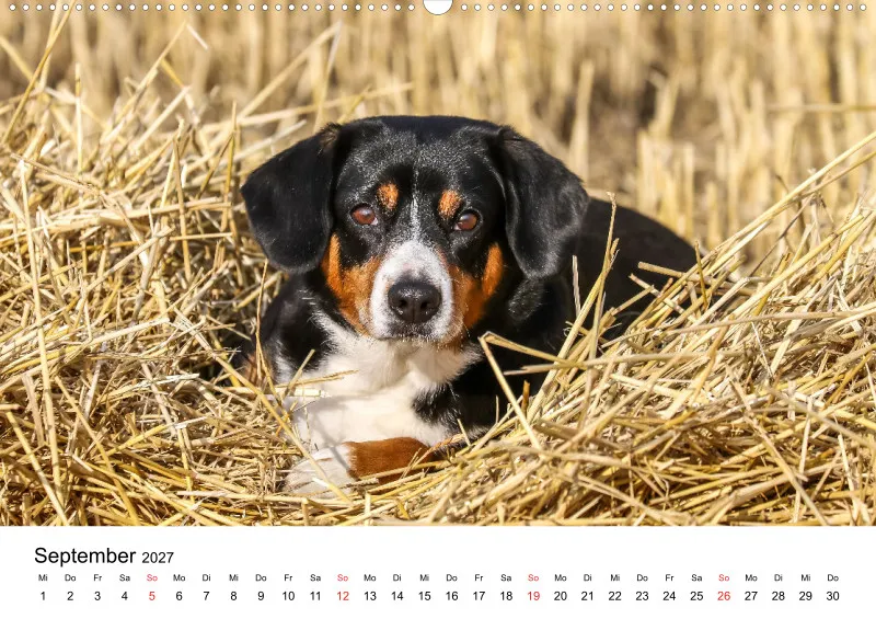 Entlebucher Sennenhund