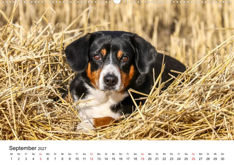 Entlebucher Sennenhund