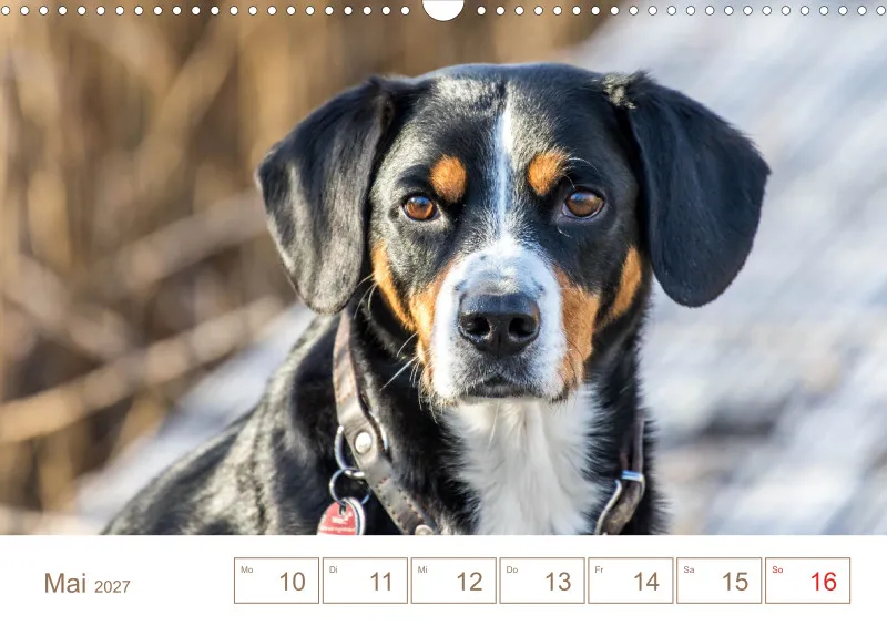 Entlebucher Sennenhunde/Wochenkalender