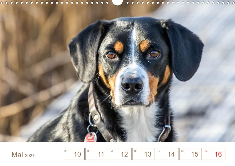 Entlebucher Sennenhunde/Wochenkalender