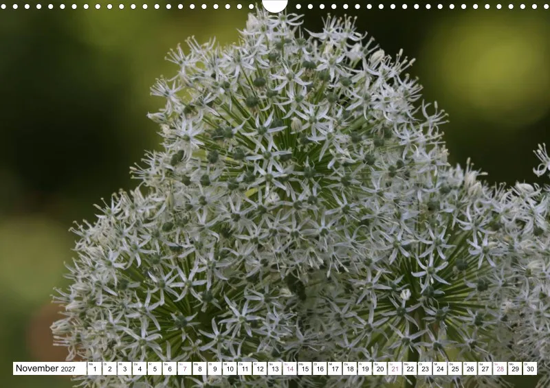 Allium