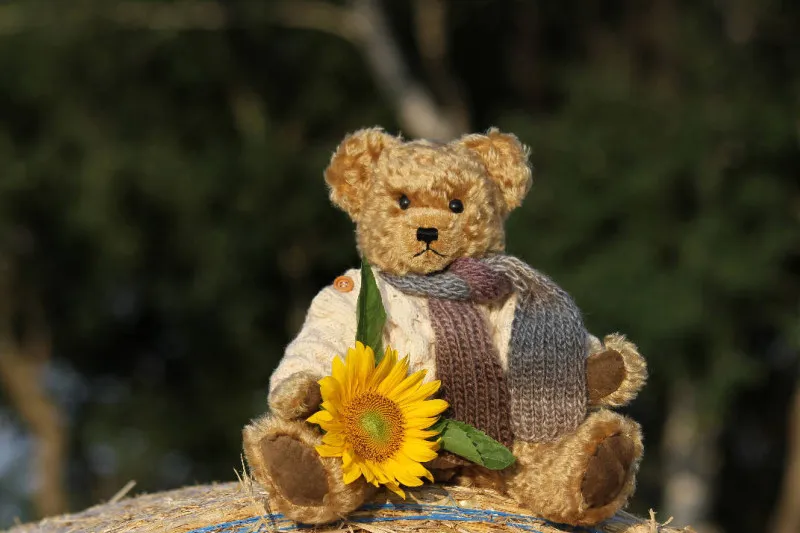 Teddy