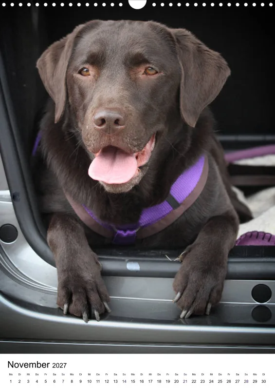 Labrador