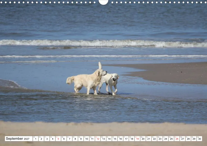 Weiße Retriever am Strand