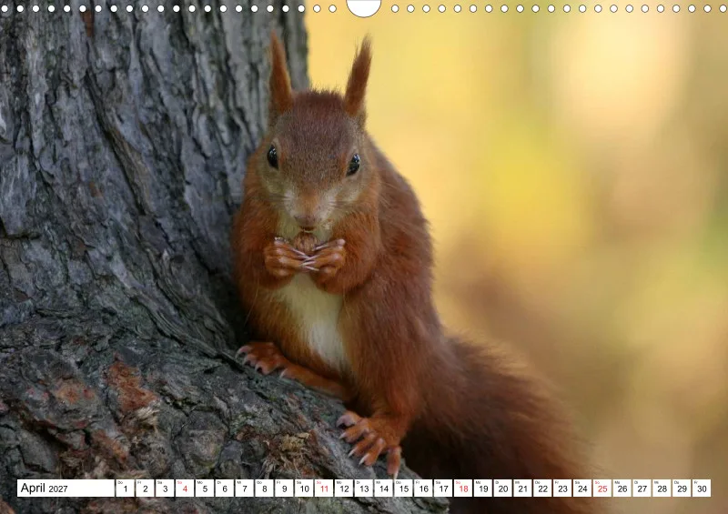 Eichhörnchen