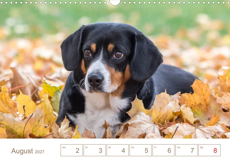 Entlebucher Sennenhunde/Wochenkalender