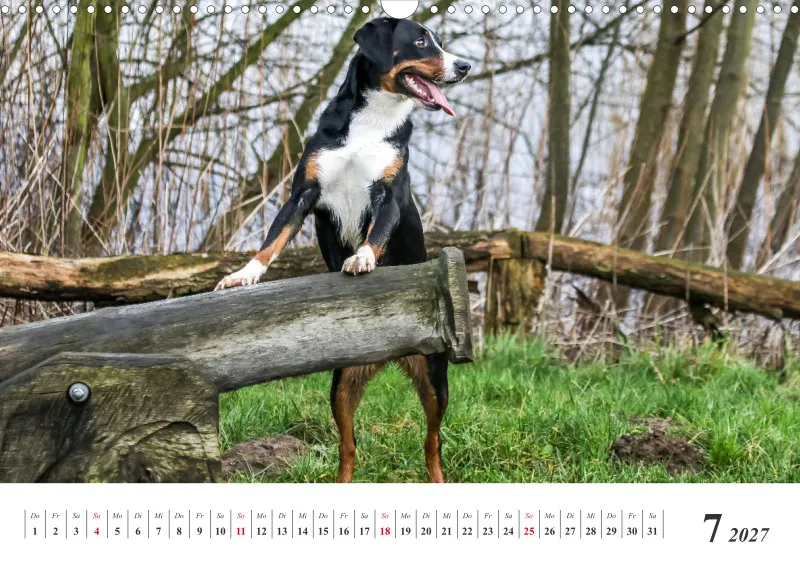 Sennenhund Rassen