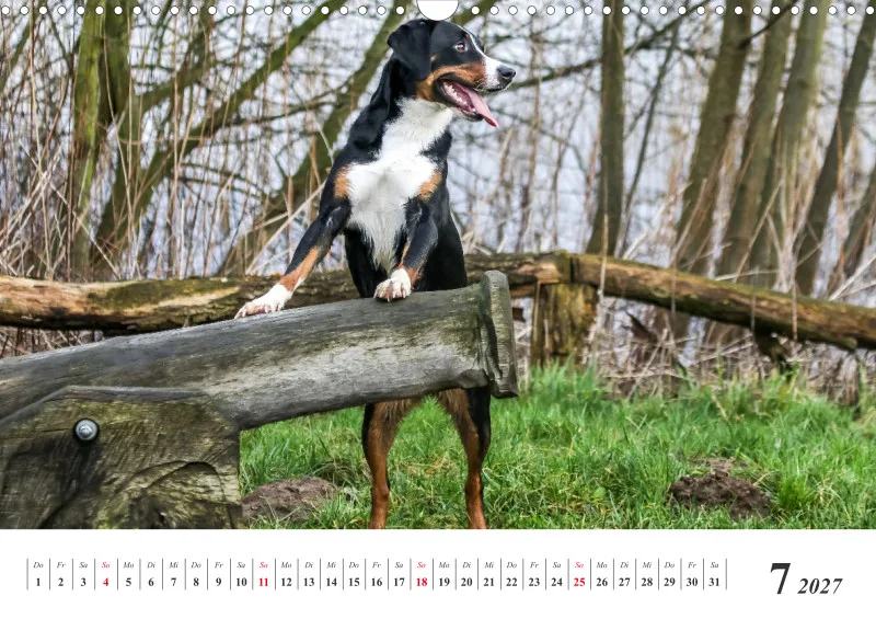 Sennenhund Rassen