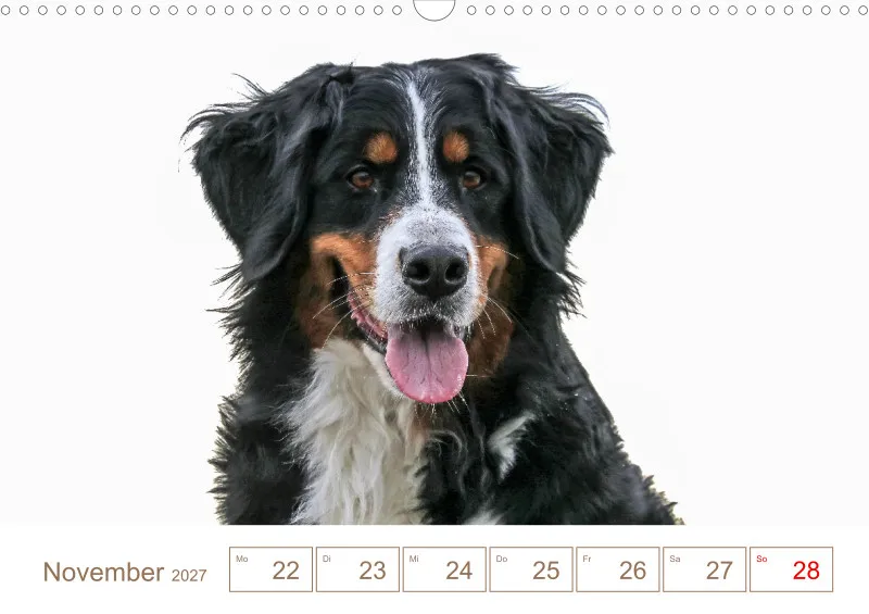 Berner Sennenhunde