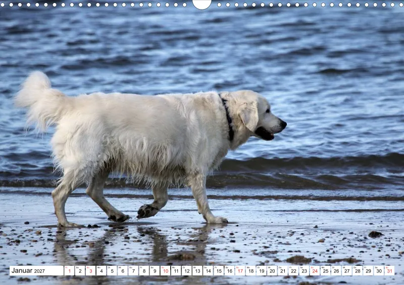 Weiße Retriever am Strand