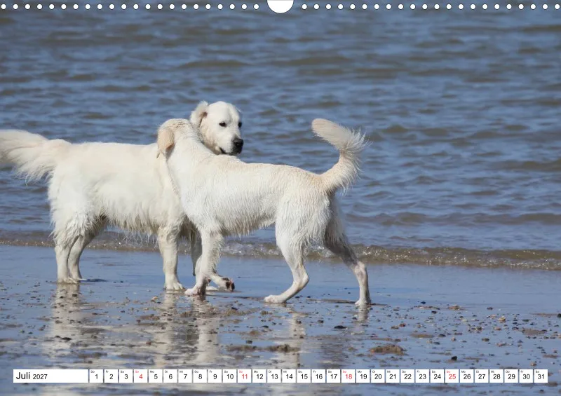 Weiße Retriever am Strand