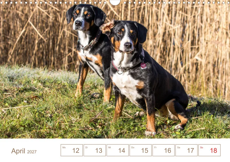 Entlebucher Sennenhunde/Wochenkalender