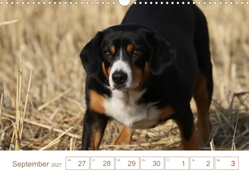 Entlebucher Sennenhunde/Wochenkalender