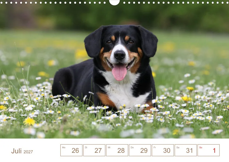Entlebucher Sennenhunde/Wochenkalender