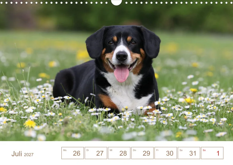 Entlebucher Sennenhunde/Wochenkalender