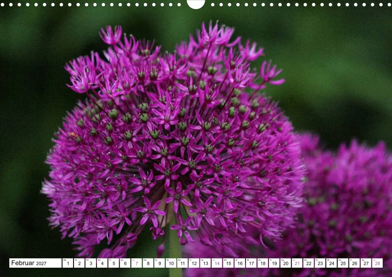 Allium
