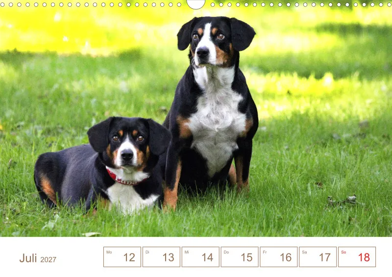 Entlebucher Sennenhunde/Wochenkalender