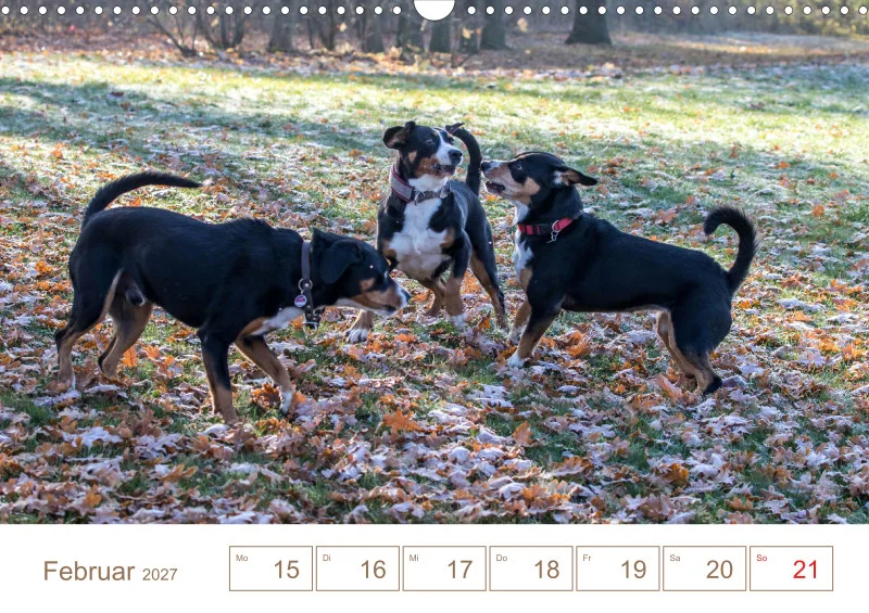 Entlebucher Sennenhunde/Wochenkalender