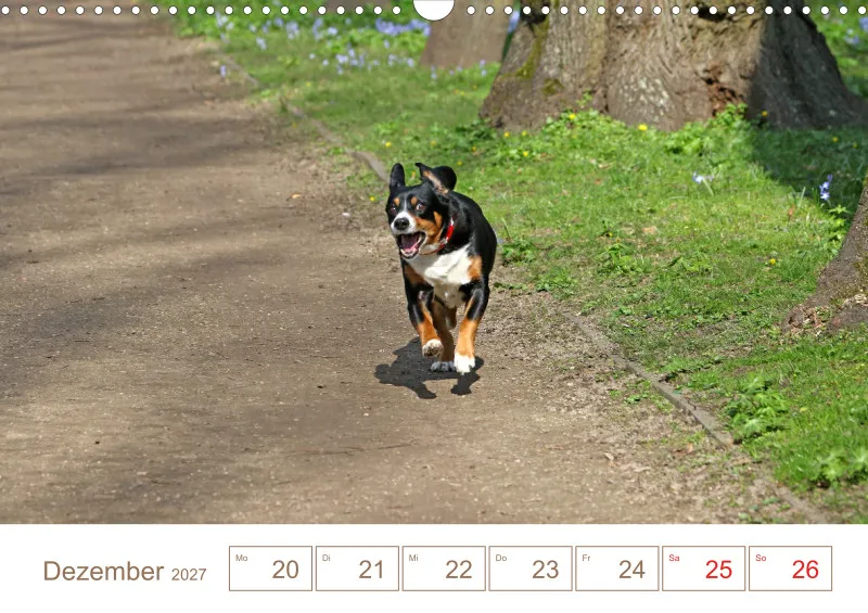 Entlebucher Sennenhunde/Wochenkalender