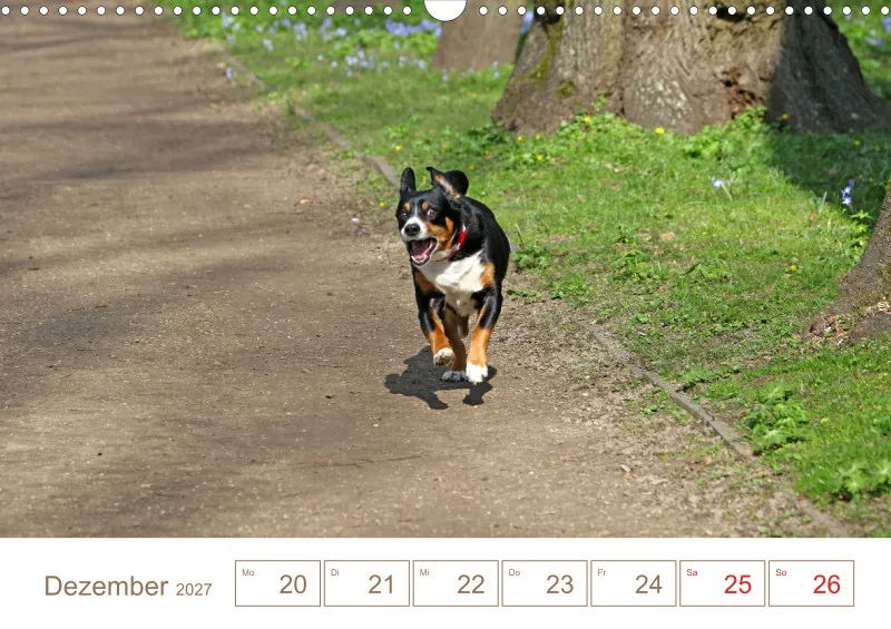 Entlebucher Sennenhunde/Wochenkalender