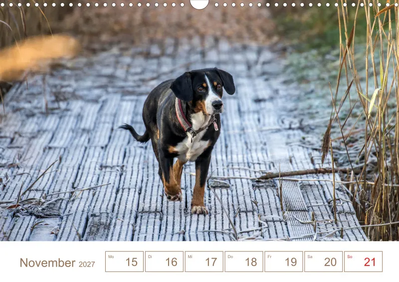 Entlebucher Sennenhunde/Wochenkalender