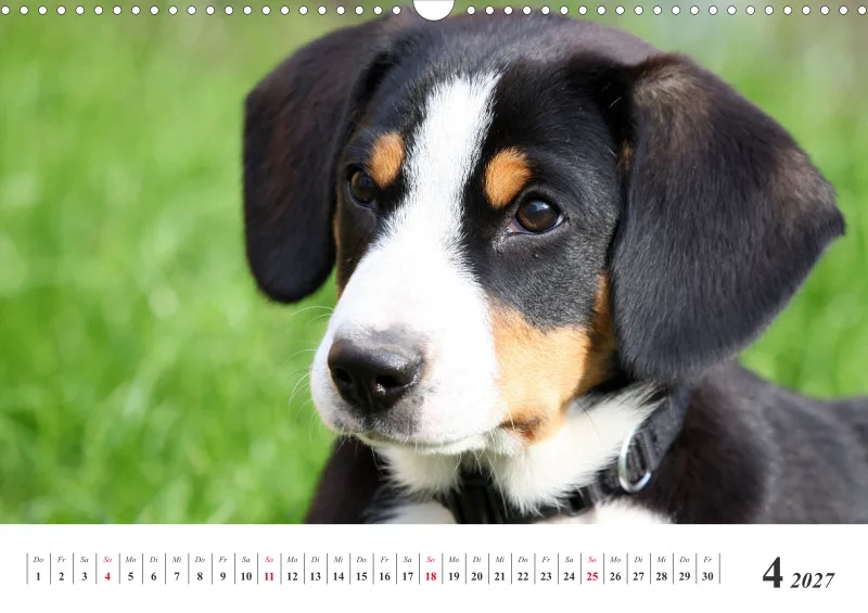 Sennenhund Rassen