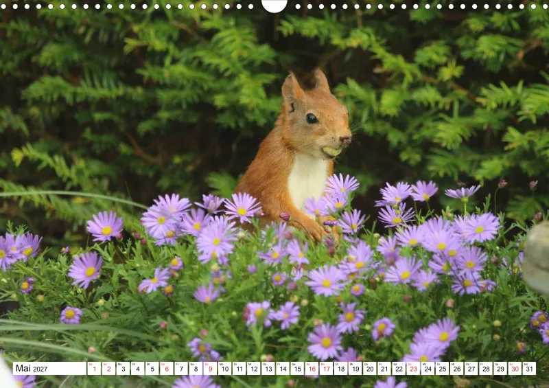 Eichhörnchen