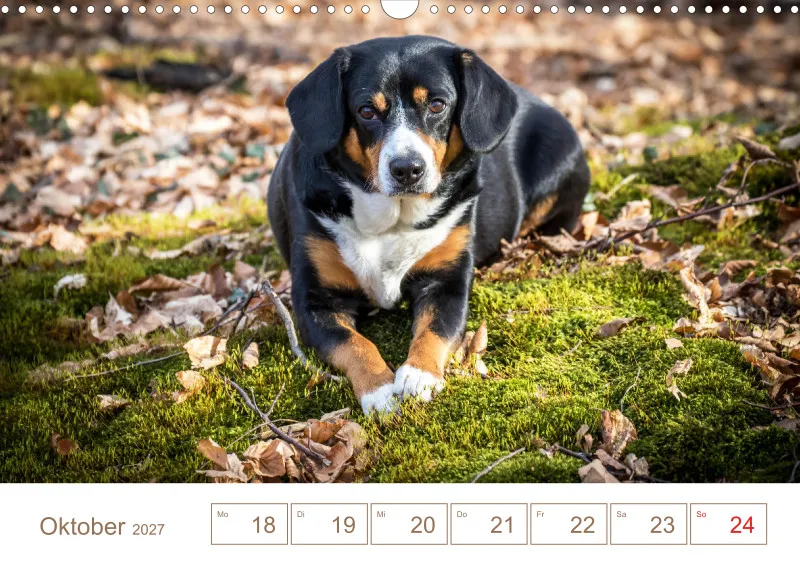 Entlebucher Sennenhunde/Wochenkalender