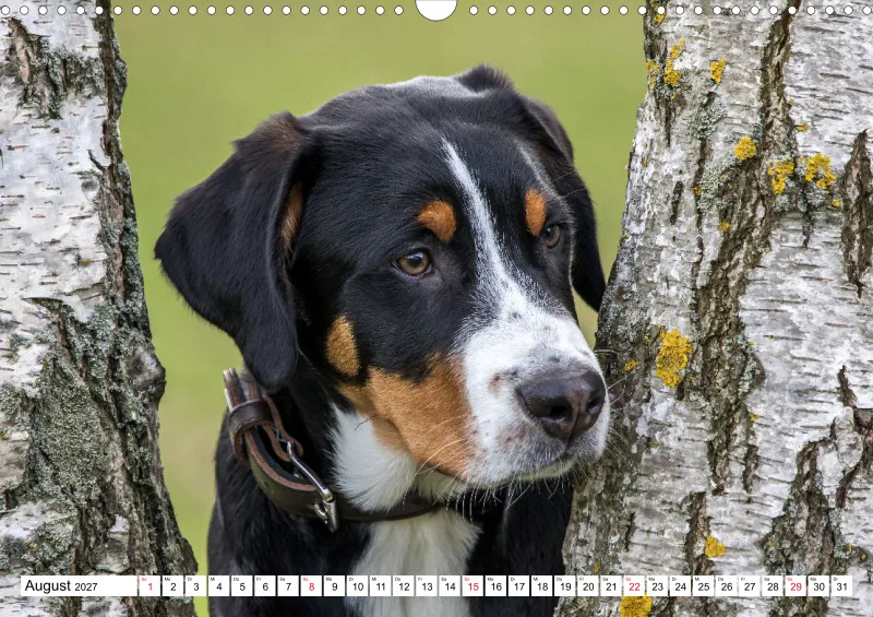 Grosser Schweizer Sennenhund