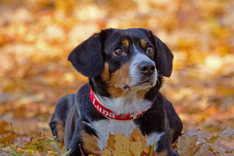 Entelbucher Sennehund