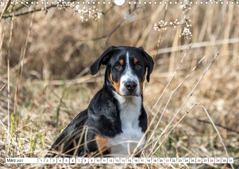 Grosser Schweizer Sennenhund