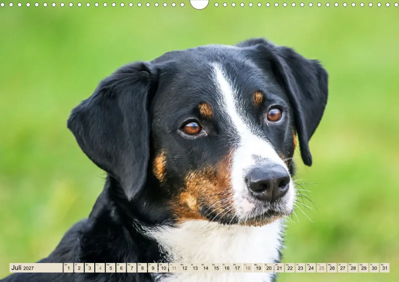 Appenzeller Sennenhunde