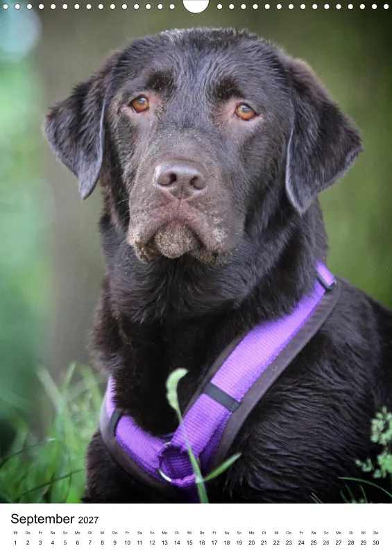 Labrador